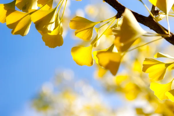 Autumn ginkgo leaves against sky — Stock Photo, Image