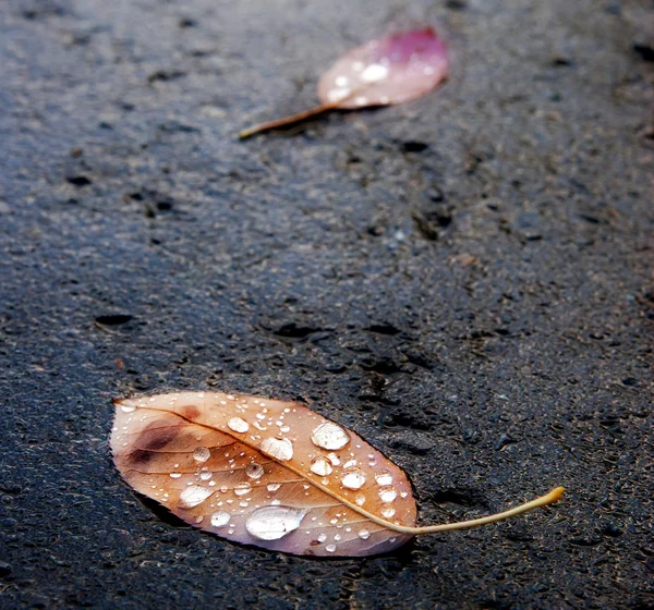 雨の後の舗装に紅葉 — ストック写真