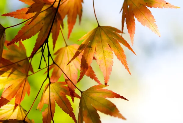 Autumn maple leaves in the sunlight — Stock Photo, Image