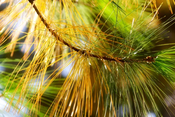 Herfst vuren in het zonlicht — Stockfoto