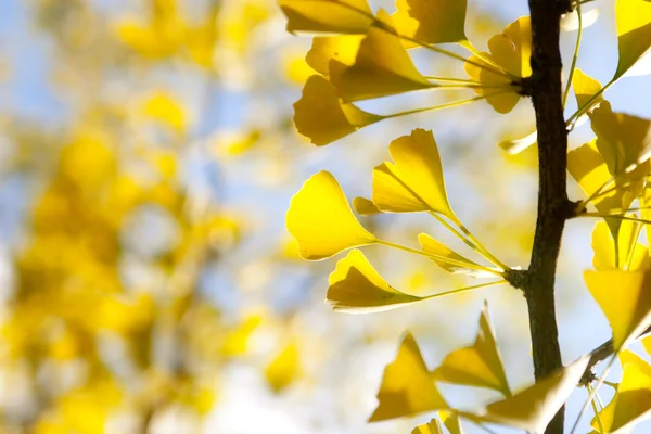 Autumn yellow ginkgo leaves against sky — Stock Photo, Image