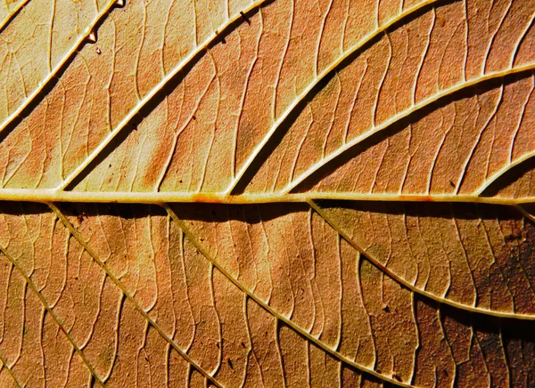 Pozadí podzimního listu v slunci — Stock fotografie
