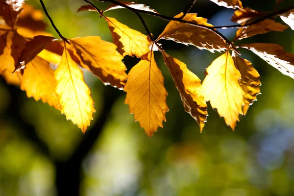 Bruin herfst bladeren in een bos — Stockfoto