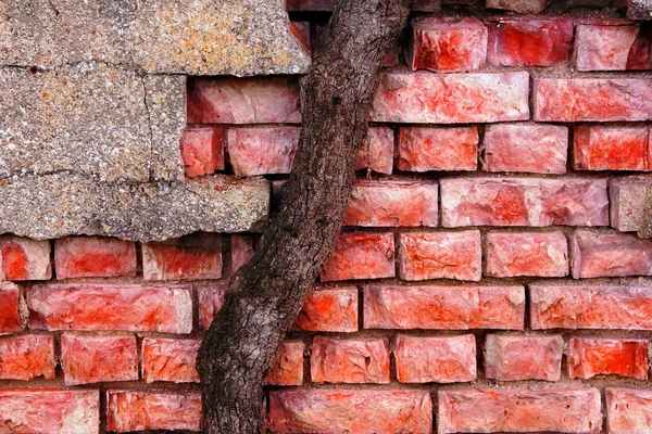 Muro de ladrillo y tronco de árbol — Foto de Stock