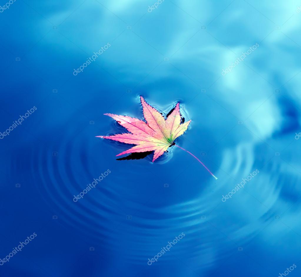 https://st.depositphotos.com/1595144/1428/i/950/depositphotos_14286077-stock-photo-autumn-maple-leaf-on-water.jpg