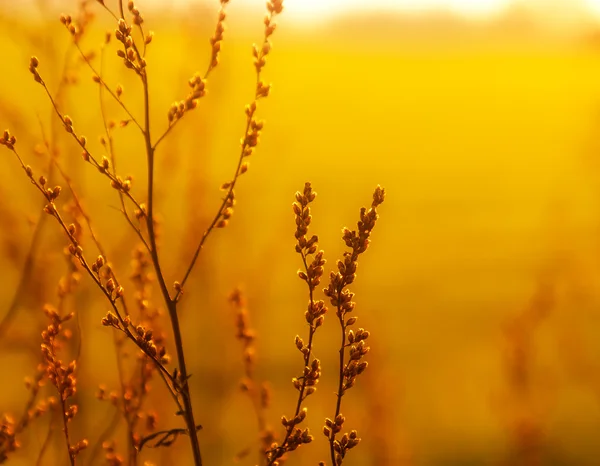 Gedroogd onkruid gras in het zonlicht — Stockfoto