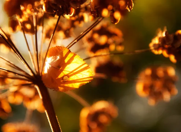 Tallos secos de flores silvestres de otoño a la luz del sol y hojas secas —  Fotos de Stock