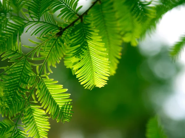Branche de sapin vert dans une forêt — Photo