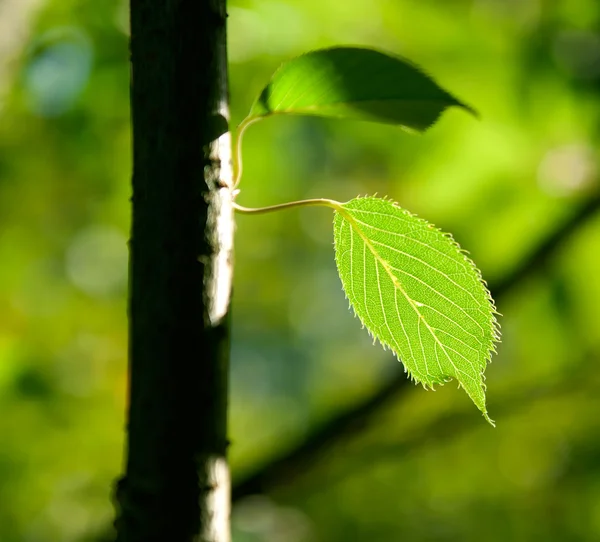 Las hojas verdes sobre el árbol en los rayos de sol —  Fotos de Stock