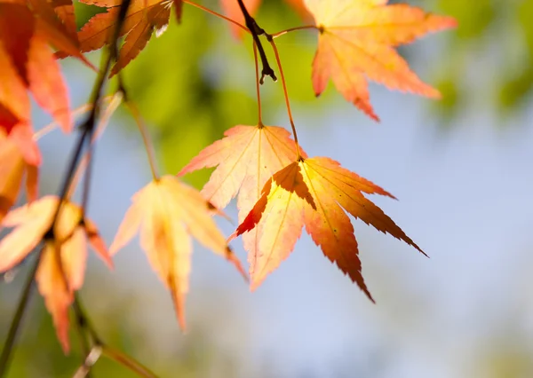 Lönnlöv i skogen — Stockfoto