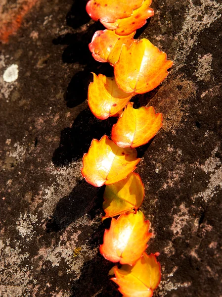 太陽の下で石のキヅタ — ストック写真