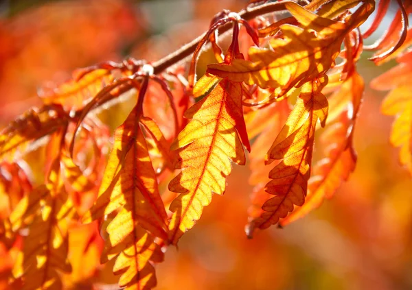 Folhas de outono multicoloridas na luz solar — Fotografia de Stock