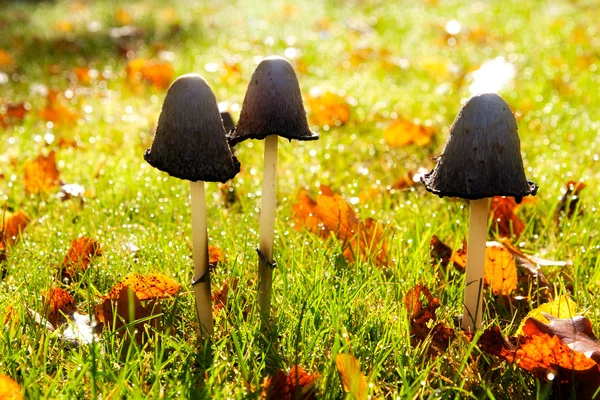 在阳光下的蘑菇 — 图库照片