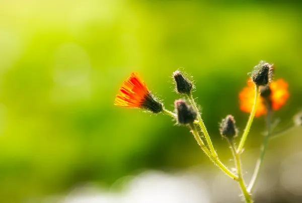 Orange blommor i solljus — Stockfoto