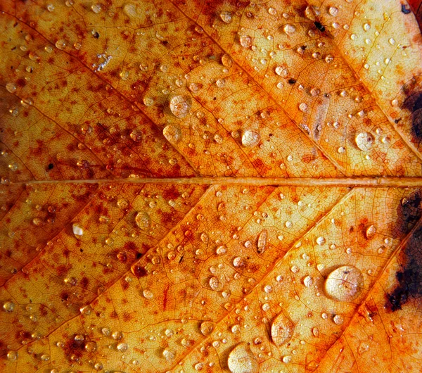 Yağmur damlaları sonbahar yaprak yüzeyi — Stok fotoğraf