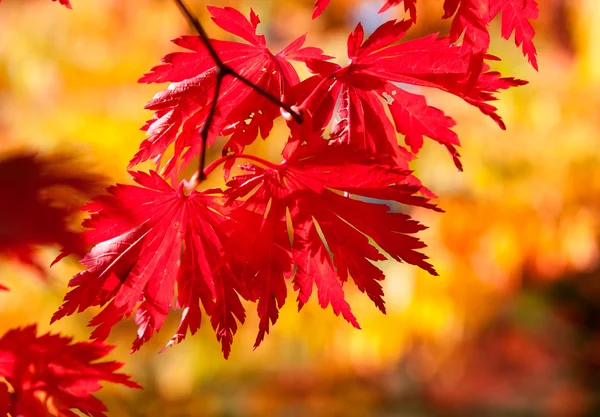 Red maple leaves in sunlight — Stock Photo, Image