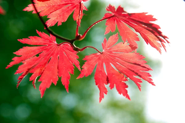 Hojas de arce rojo en un bosque —  Fotos de Stock