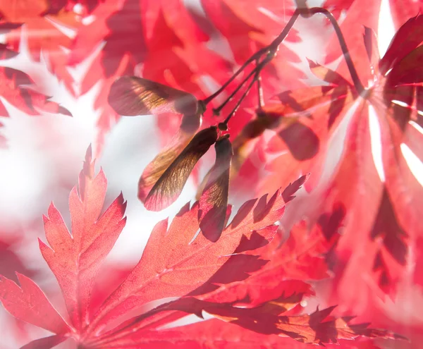 Semena červený javor v slunečních paprsků — Stock fotografie