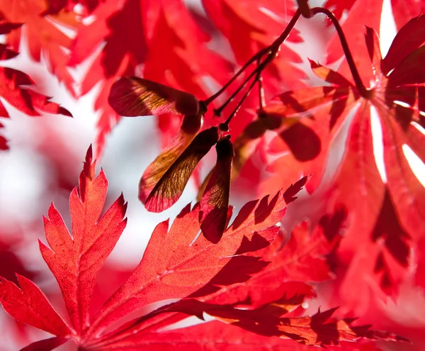 Semena červený javor v slunci — Stock fotografie