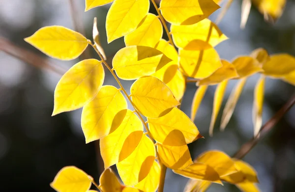 Folhas de outono amarelas na luz solar — Fotografia de Stock