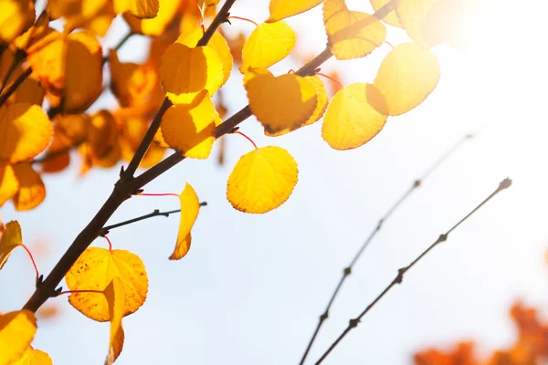 Feuilles d'automne jaunes au soleil — Photo