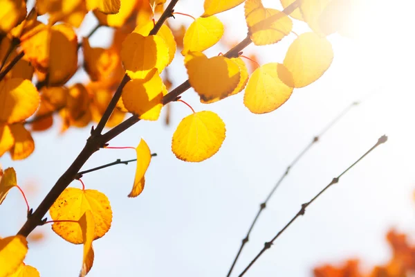 Hojas amarillas de otoño a la luz del sol —  Fotos de Stock