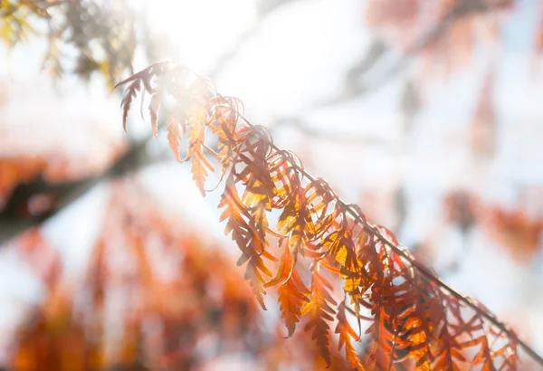 Gałąź jesień w słońcu — Zdjęcie stockowe