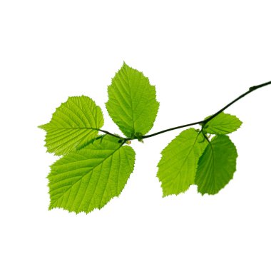 Genç bahar yaprakları ile şube