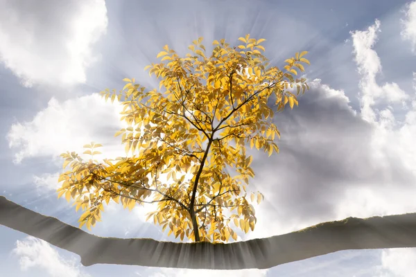 Autumn branch in the sunlight — Stock Photo, Image