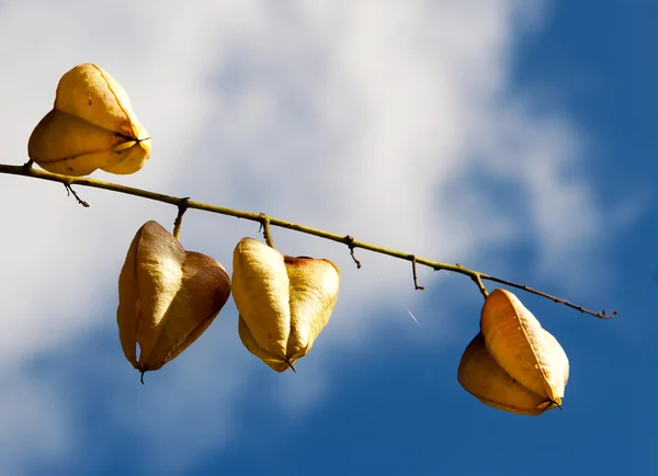 Fruits secs d'automne contre le ciel — Photo