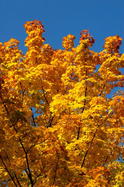 Herfst takken tegen de hemel — Stockfoto