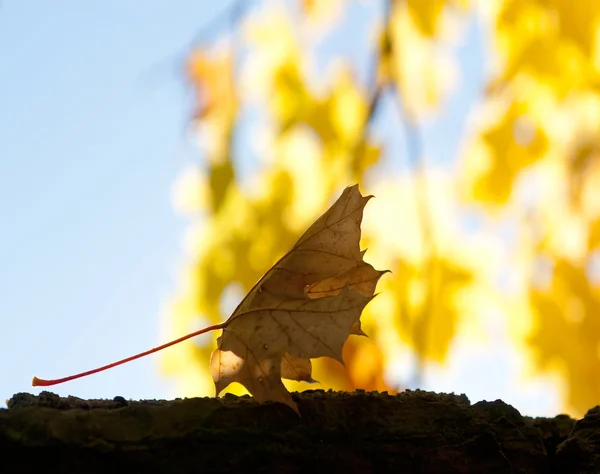 Foglia d'autunno sul terreno di pietra in una foresta — Foto Stock