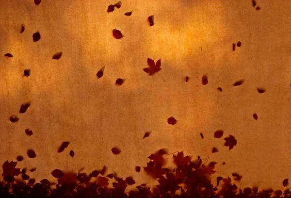 Folhas de outono no telhado de lona em sol — Fotografia de Stock