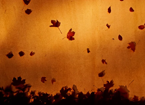 秋天的树叶在阳光下在画布上屋顶上 — 图库照片