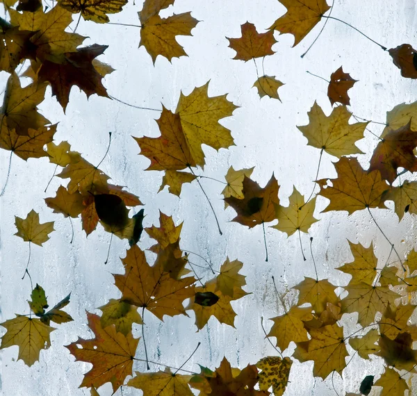 Autumn leaves on the wet window — Stock Photo, Image