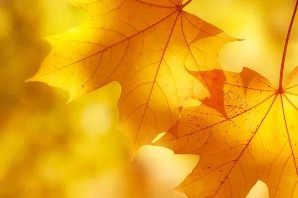 Otoño de arce sale a la luz del sol —  Fotos de Stock