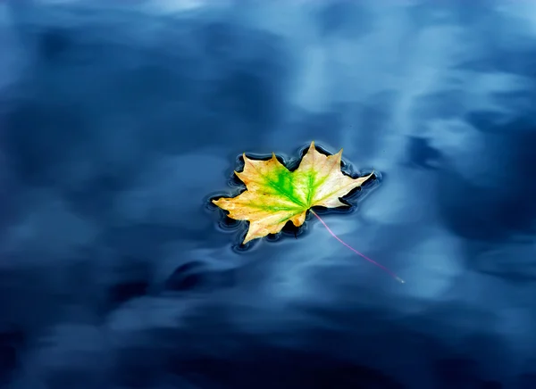 Autunno foglia d'acero sull'acqua — Foto Stock