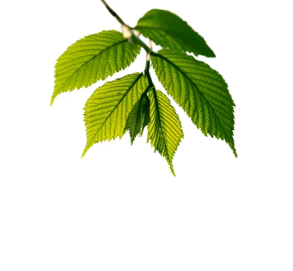 Branch with fresh leaves on white background — Stock Photo, Image