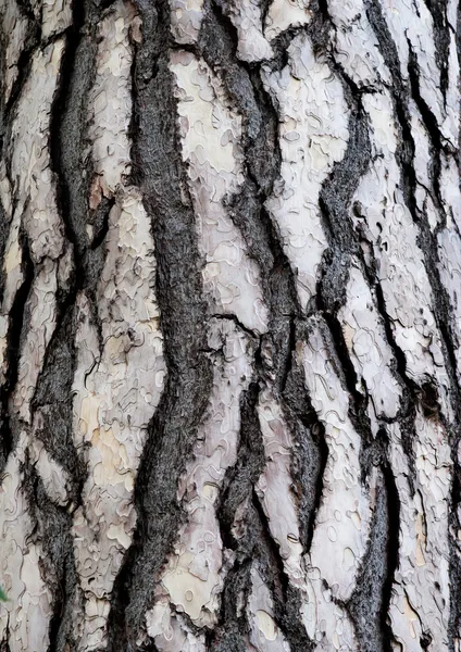 Bark of cedar tree in the forest — Stock Photo, Image