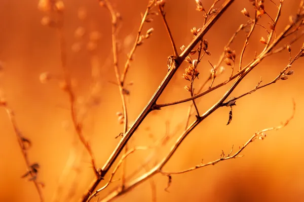 Erva-daninha seca à luz do sol — Fotografia de Stock