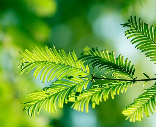 Fir branch in sunlight — Stock Photo, Image