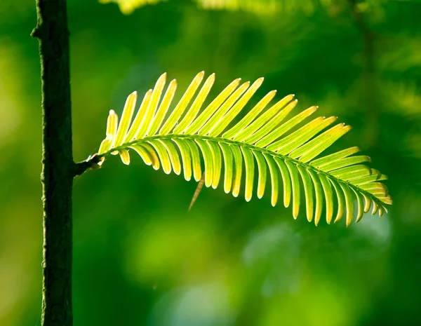 Fir tak in zonlicht — Stockfoto