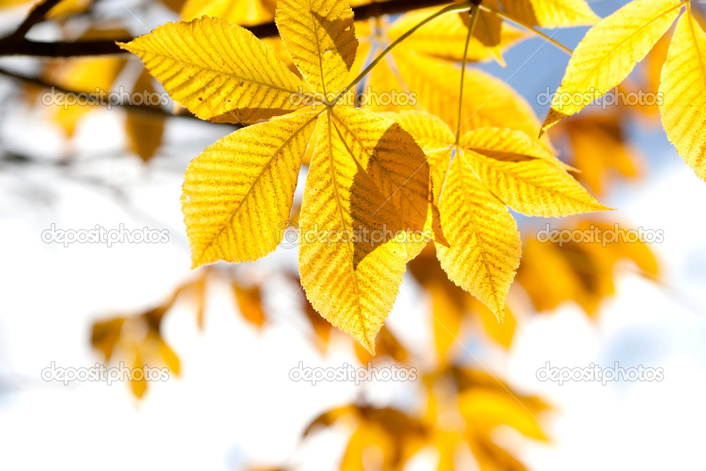 Autumn chestnut leaves in sunlight
