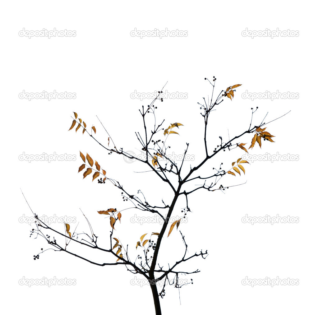 Autumn tree on a white background