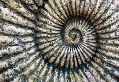 taş Ammonit fosil