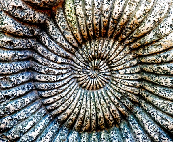 Fosilní Ammonitský v kámen — Stock fotografie