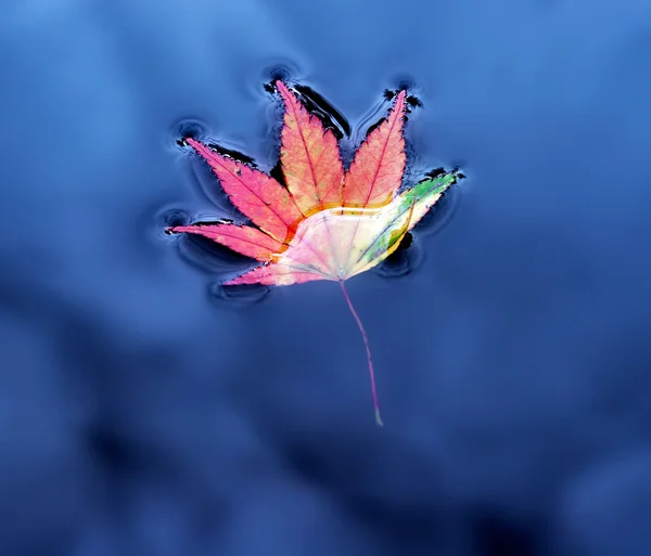 水の上のカエデの葉 — ストック写真