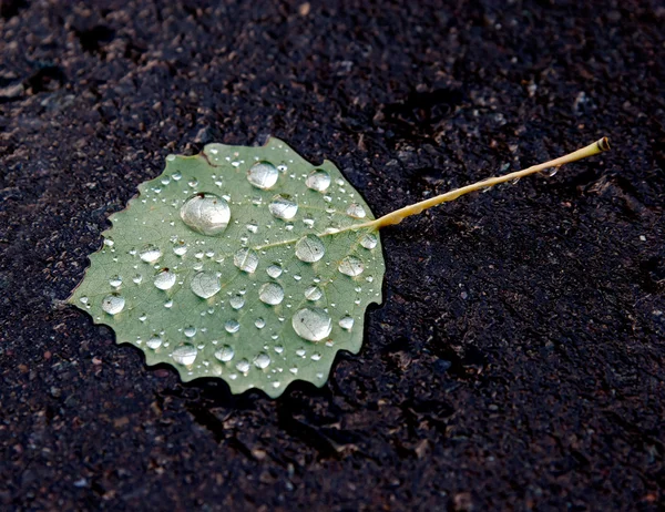 Blatt auf dem Pflaster nach dem Regen — Stockfoto