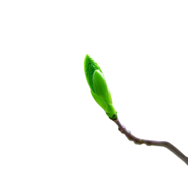 Opened bud with the young green leaves — Stock Photo, Image