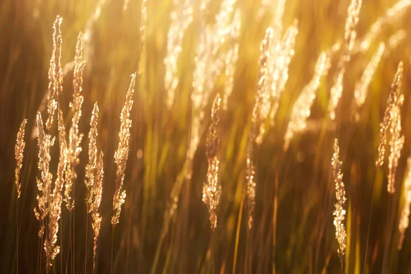 Herbe des prairies au soleil — Photo